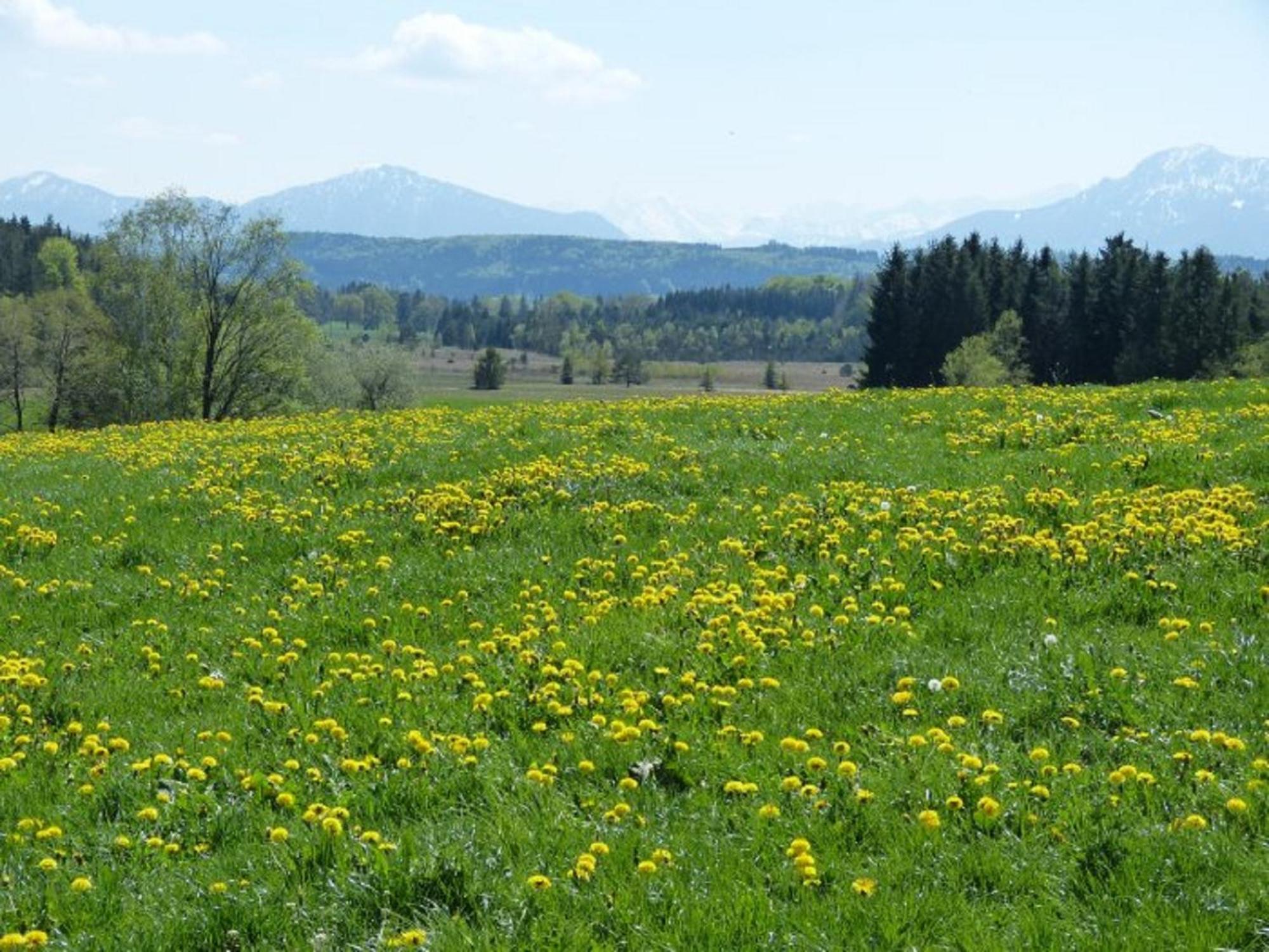 Apartmán Druckerhof Obersochering Exteriér fotografie